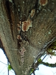 Cylindrobasidium evolvens