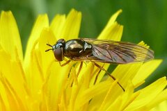 Melanostoma mellinum