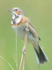 Emberiza fucata
