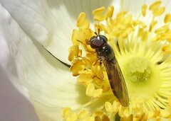 Melanostoma mellinum