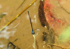 Prodasineura collaris