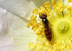 Melanostoma mellinum