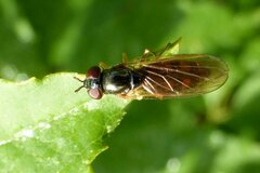 Melanostoma mellinum