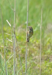 Emberiza fucata