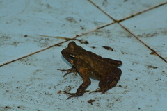 Rhinella ornata