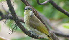 Gavicalis versicolor