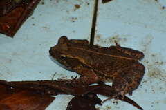 Rhinella ornata