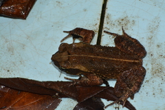 Rhinella ornata