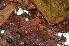 Rhinella ornata