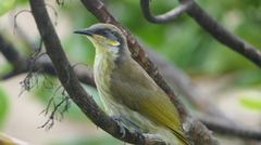 Gavicalis versicolor