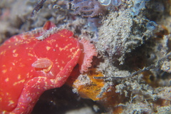 Hexabranchus sanguineus