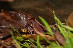 Rhinella ornata