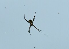 Argiope
