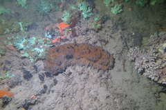 Stichopus