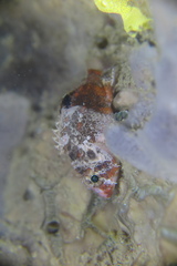 Scorpaenidae