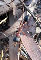 Myrmecia nigriceps