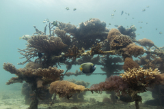 Pomacanthus imperator