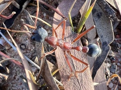 Myrmecia nigriceps