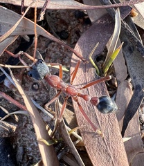 Myrmecia nigriceps