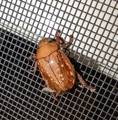 Anoplognathus concolor