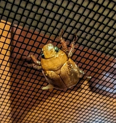 Anoplognathus concolor