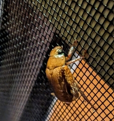 Anoplognathus concolor