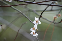 Prunus mume