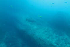 Epinephelus lanceolatus