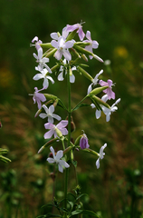 Saponaria officinalis