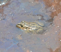 Pelophylax nigromaculatus