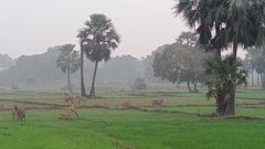 Boselaphus tragocamelus