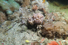 Phyllodesmium