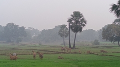 Boselaphus tragocamelus