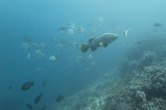 Epinephelus lanceolatus