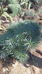 Echium leucophaeum