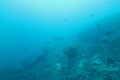 Epinephelus lanceolatus