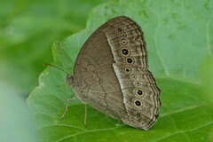 Mycalesis perseoides