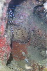 Nudipleura