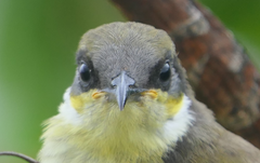 Gavicalis versicolor