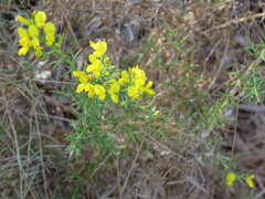 Ulex parviflorus