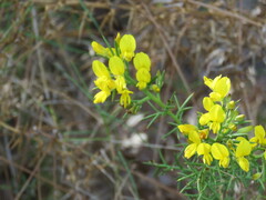 Ulex parviflorus