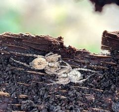 Anyphaena accentuata