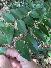 Capparis arborea