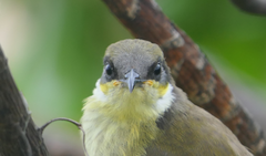 Gavicalis versicolor