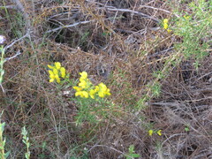 Ulex parviflorus