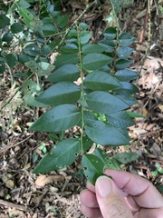 Capparis arborea
