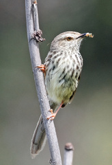 Prinia maculosa