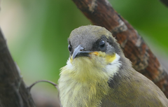 Gavicalis versicolor