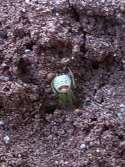 Bijoaraneus mitificus