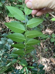 Capparis arborea